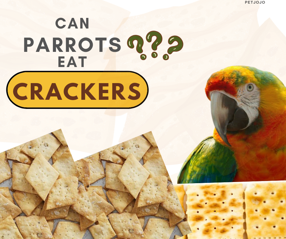 Can Parrots Eat Crackers?